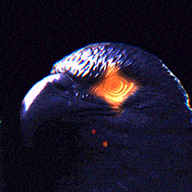 ParaEagle