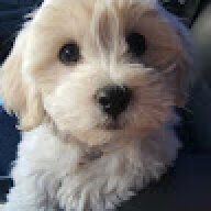 goochie