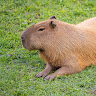 feyyyyy
